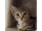 Adopt Olive Oyl a Domestic Short Hair