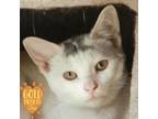 Adopt Viola a Domestic Short Hair