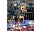 Adopt Lela a Shepherd