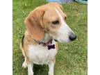 Adopt Bonnie (Petals) a Beagle