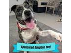 Adopt London a Terrier