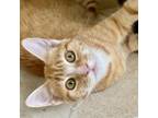 Adopt Peyton a Tabby, Domestic Short Hair