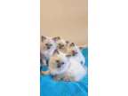 Nice prtey Ragdoll kittens for sale