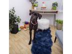 Adopt Gretel a Great Dane