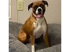 Adopt Ellie a Boxer