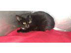 Adopt Antoinette a Domestic Short Hair