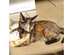 Adopt FeFe a Domestic Short Hair