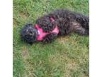 Adopt Licorice a Poodle, Lhasa Apso