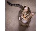 Adopt Stitch (FCID# 05/23/2024 - 62) DC a Tabby