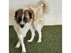 Adopt Benny a Great Pyrenees, Mixed Breed