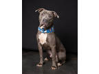 Adopt Rollo a Pit Bull Terrier, Mixed Breed