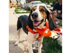 Adopt Rango a Treeing Walker Coonhound