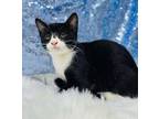 Adopt Cornflower a Domestic Short Hair