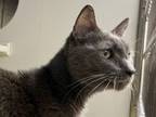 Adopt Grayson a Domestic Short Hair