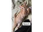 Adopt Spark a Domestic Short Hair