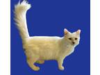 Adopt Yanni a Domestic Medium Hair, Turkish Van