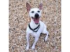 Adopt Cleo a Jack Russell Terrier