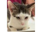 Adopt MONTY a Domestic Short Hair