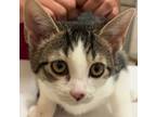 Adopt SCOTTY a Domestic Short Hair