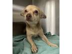 Adopt Ocean a Mixed Breed