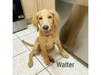Adopt Walter a Golden Retriever, Mixed Breed