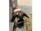 Adopt Jordyn a Holland Lop