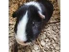 Adopt Cherrio a Guinea Pig