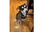 Adopt Atticus a Husky, Labrador Retriever