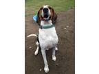 Adopt Bo a Treeing Walker Coonhound