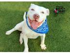 Adopt Quartz a Pit Bull Terrier, Mixed Breed