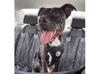 Adopt Newton a Pit Bull Terrier, Mixed Breed