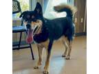 Adopt Juno a German Shepherd Dog, Husky