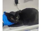 Mumu (bonded W/dindin), Domestic Shorthair For Adoption In Oakland, California