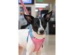 Tula, Rat Terrier For Adoption In Mundelein, Illinois