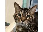 Charlie, Domestic Shorthair For Adoption In South Bend, Indiana