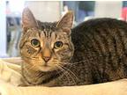 Kenai, Domestic Shorthair For Adoption In South Bend, Indiana