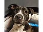 Louie (ga), Labrador Retriever For Adoption In Fremont, California
