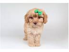 Cavapoo Puppy for sale in Springfield, MO, USA