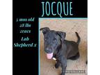 Jocque, Labrador Retriever For Adoption In Inglewood, California