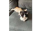 Millipede, Domestic Shorthair For Adoption In Palatine, Illinois