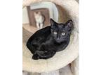 Blackie Purr, Domestic Shorthair For Adoption In Osgood, Indiana