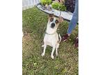 Nacho, Jack Russell Terrier For Adoption In Gig Harbor, Washington