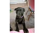 Baby, Labrador Retriever For Adoption In Gilbertsville, Pennsylvania