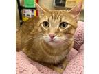 Carmi, Domestic Shorthair For Adoption In Parlier, California