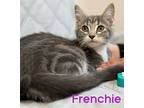 Frenchie, Domestic Shorthair For Adoption In Naugatuck, Connecticut