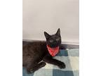 Benjamin, Domestic Shorthair For Adoption In Dickson, Tennessee