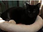 Bagheera, Domestic Shorthair For Adoption In Valhalla, New York