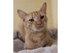 Raya, Domestic Shorthair For Adoption In Tucson, Arizona