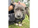 Bugs, American Pit Bull Terrier For Adoption In Walterboro, South Carolina