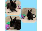 Pickles, Lionhead For Adoption In West Palm Beach, Florida